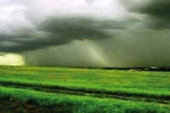 As chuvas contnuas que afetaram as lavouras na regio Norte do Estado deixaram os produtores apreensivos