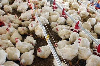 As exportaes de frangos tiveram incremento de 42,92%