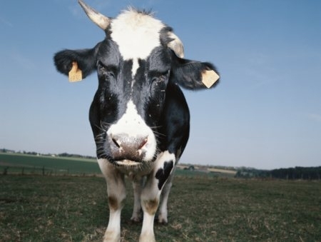 A clatrina  encontrada em grande quantidade nos crebros das vacas, mas tambm est nas clulas humanas
