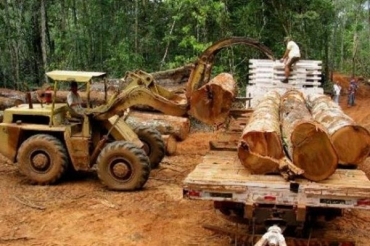 Comit Tcnico do setor de base florestal de MT vai ser reativado