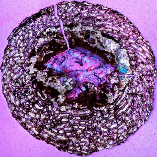 Embrio de dinossauro encontrado na China, visto com um filtro que deixa a imagem com tons de roxo