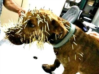 Cachorro  atacado por ourio-cacheiro em MT
