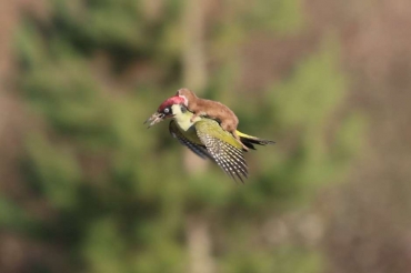 Fotgrafo flagra furo voando de carona em pica-pau