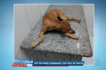 Co teve as patas quebradas por um homem no Rio de Janeiro