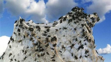 Aranhas fabricam teias que so carregadas por longas distncias ao sabor das correntes de vento
