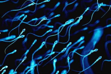 De acordo com Ajay Nangia, especialista em infertilidade masculina, a contagem normal de espermatozoides diminuiu nas ltimas dcadas. Fatores como tipo de alimentao, stress e falta de sono podem contribuir para essa reduo e dificultar a desejada
