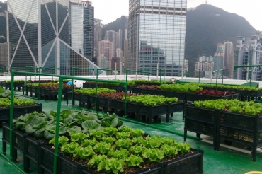 Horta no topo de prdio em Hong Kong: alternativa  insegurana alimentar (Reproduo)