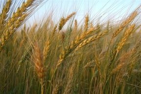 Estado reduz em 10% o preo de pauta do milho, algodo, sorgo e trigo 