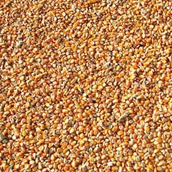 No Estado, o maior produtor nacional do cereal, foram cultivados mais de 4,7 milhes de hectares