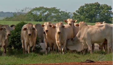 Animais em fazenda de Mato Grosso, estado com o maior rebanho bovino do pas.  Foto: TVCA/Reproduo