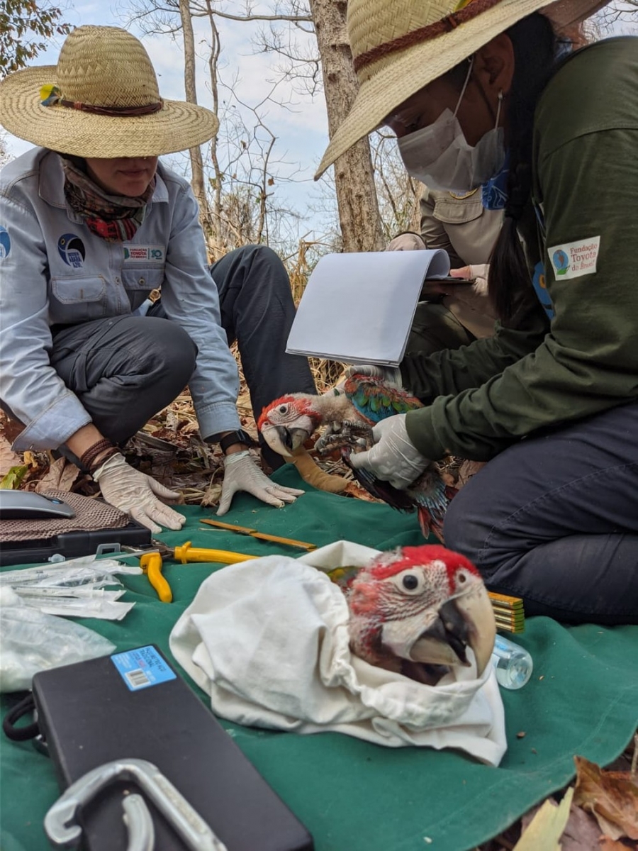 Filhotes de araras vermelhas, encontradas em setembro deste ano pelo Projeto Arara Azul. Agora, elas já estão voando — Foto: Instituto Arara Azul