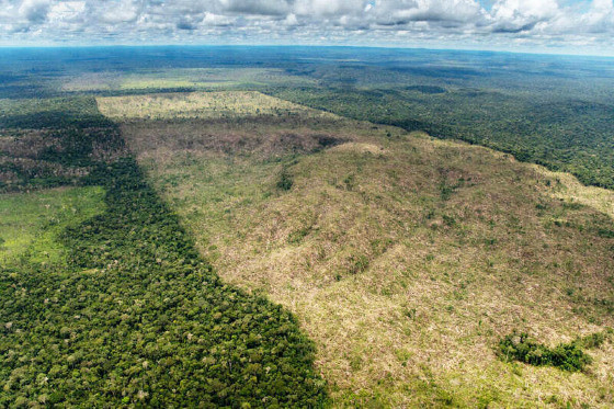 Mato Grosso volta a compor entre os estados que mais sofrem com o desmatamento na Amaznia