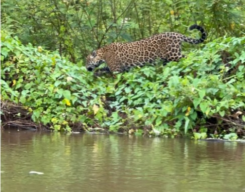 O parque  conhecido por ser um dos lugares com maior densidade de onas-pintadas no Pantanal mato-grossense