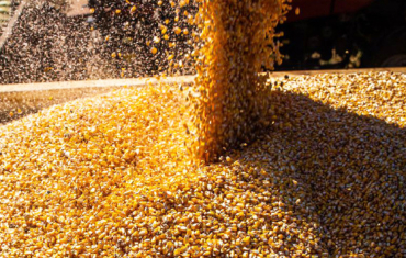 Questo impacta na produo de biomassa e no rendimento de gros de soja e milho