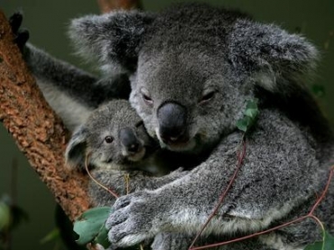Um dos smbolos da Austrlia, o coala pode desaparecer
