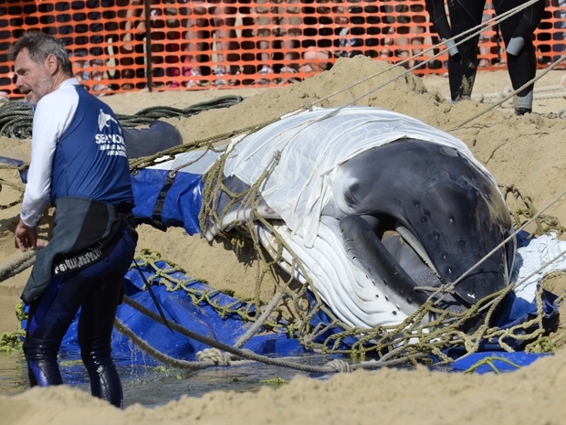 Filhote de baleia jubarte  colocado entre cordas e panos midos enquanto ficou encalhado na praia Surfers Paradise, na