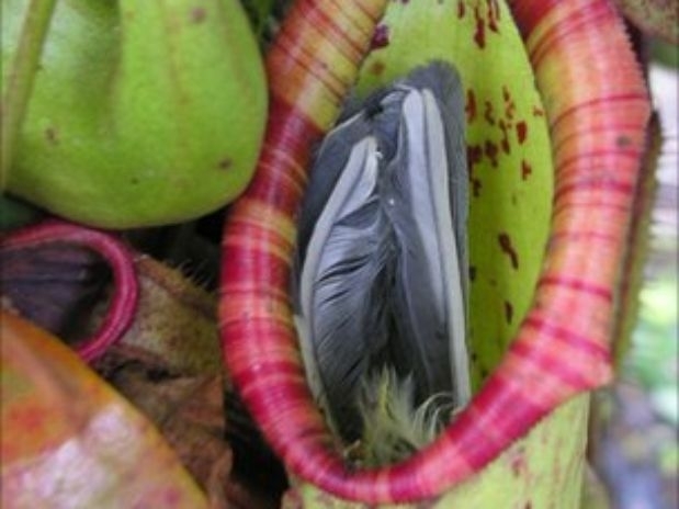 A planta carnvora atrai insetos e os aprisiona por meio de uma poa de lquido