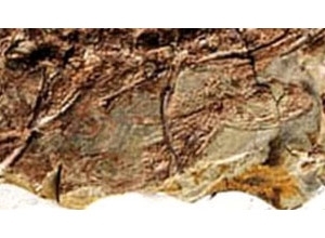 Fssil de corpo inteiro da primeira fmea de lagarto grvida encontrada na China (a cabea est  esquerda, no topo) 