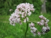 Valeriana - A infuso de raiz de valeriana antes de dormir pode reduzir o estresse, ansiedade e irritabilidade causados