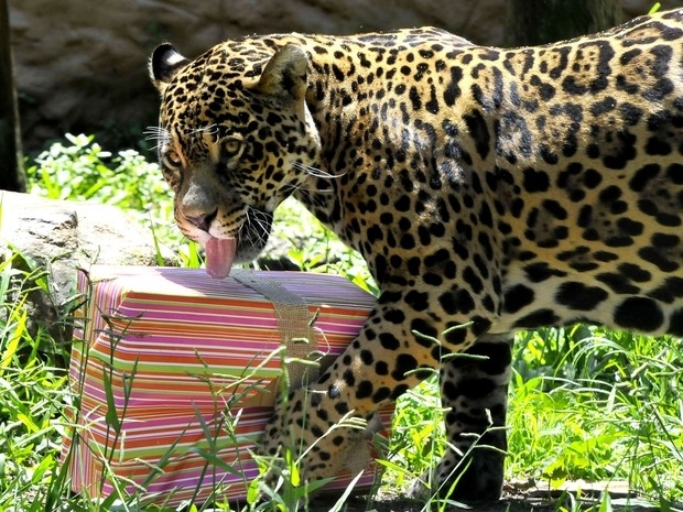 Animais ganham presentes natalinos no Gramadozoo