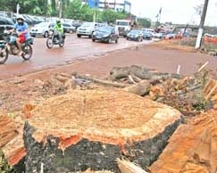 Para abraar o caule da rvore, que estava no canteiro, foram necessrias trs pessoas adultas