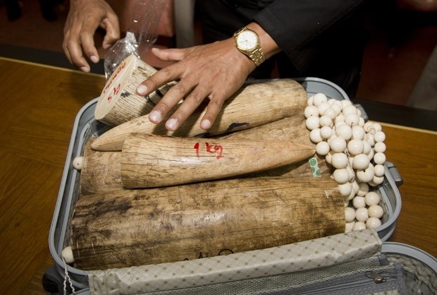 Presas de marfim e contas feitas do material foram encontradas em malas na Tailndia.