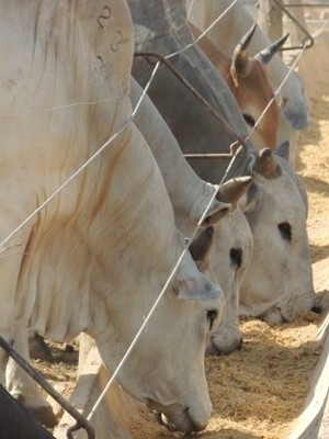 Gois tem o maior rebanho confinado do pas