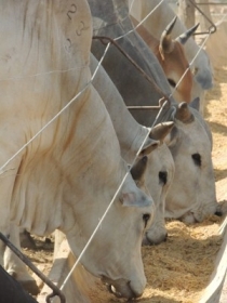 Gois tem o maior rebanho confinado do pas