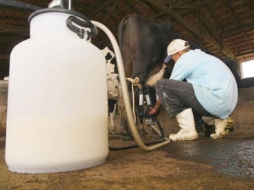 Ordenha mec�nica em Pindamonhagaba, no interior de S�o Paulo