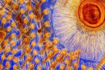 Concurso Wellcome Image Awards premia imagens feitas por m�dicos e cientistas; na foto, perna de um besouro  