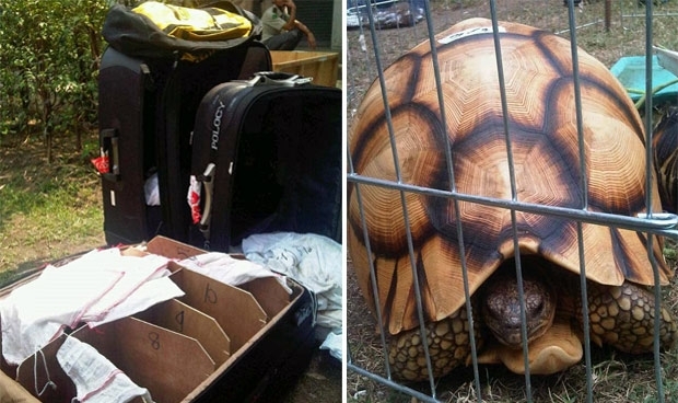  esquerda, as malas divididas em compartimentos com as quais o suspeito tentava contrabandear os aniamis.  direita, a