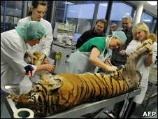 Operao ocorreu depois que o felino comeou a sofrer de artrite
