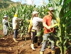 Com pouco milho disponvel no interior do Estado, os preos continuam subindo neste perodo de entressafra 