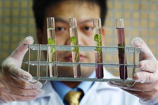 Cientista segura amostras de plantas desenvolvidas no Centro de Pesquisa em Cincia Aplicada de Taiwan