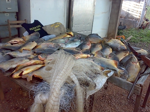 Pescado encontrado em freezer.