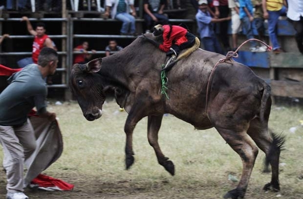 Macaco monta em touro durante tourada.