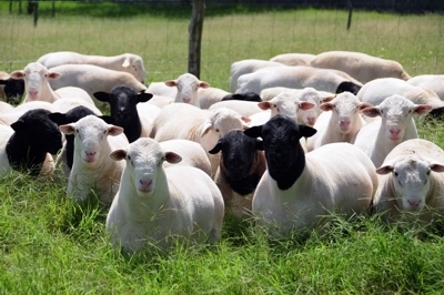 Grande oferta de reprodutores Dorper e White Dorper