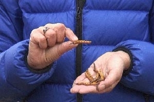 Fungo � conhecido por suas qualidades afrodis�acas