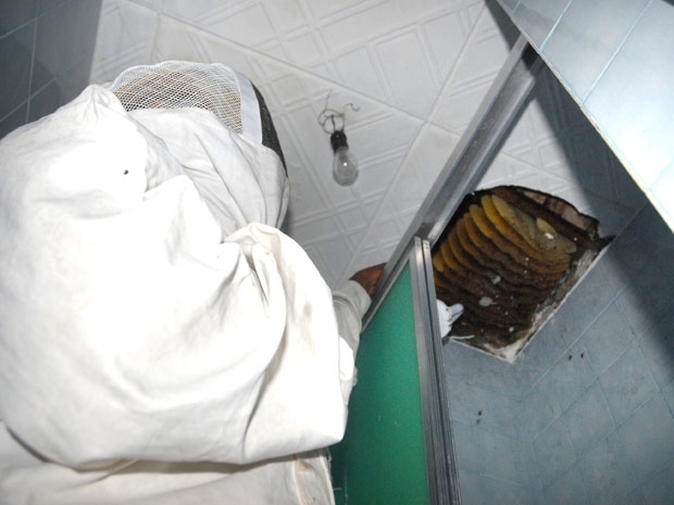 Agentes da Polcia Militar de Proteo Ambiental combatem enxame de abelhas em Salvador