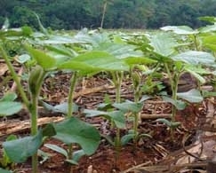 Sojicultor deve estar atento e fazer o monitoramento dirio 