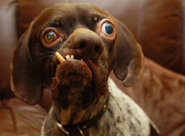 Doug arrumou um lar e ainda tem a chance de ficar com o ttulo de cachorro mais feio do mundo