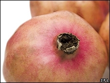 Componentes qumicos do suco da rom tambm poderiam ser usados em outros tipos de cncer