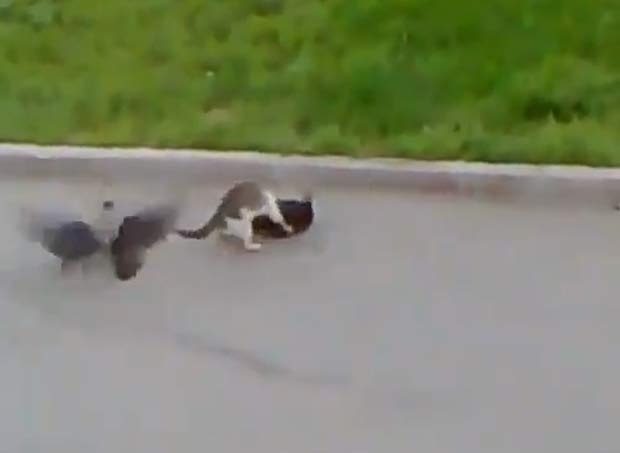 Aves no se afastaram nem aps luta envolvendo dois gatos.