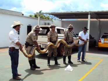 O animal pesa aproximadamente 80 kg e foram necessrios cinco homens para carreg-la