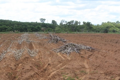 rea j preparada para o plantio da cana de aucar como alimento para o rebanho bovino no perodo da seca.