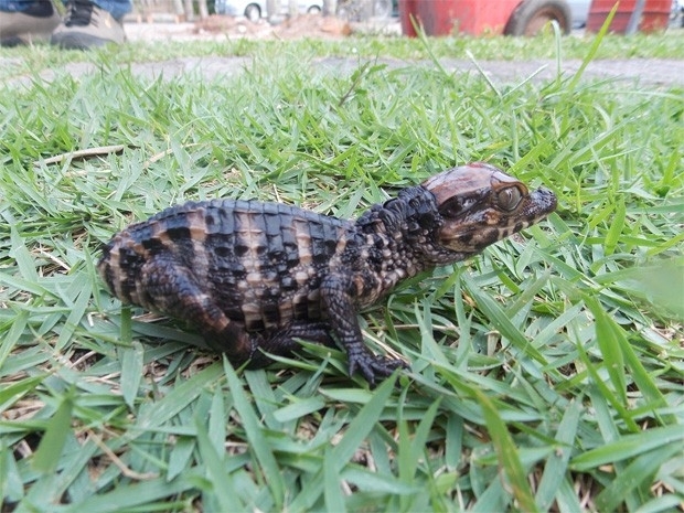 Filhote de jacar coroa nasceu sem cauda