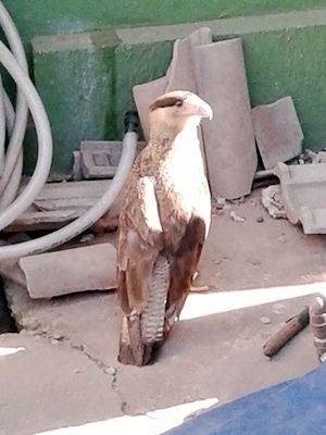 Ave carcar foi encontrado por moradores de Cuiab.
