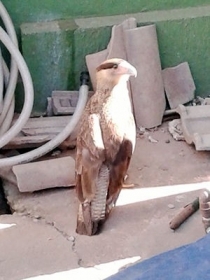 Ave carcar� foi encontrado por moradores de Cuiab�. 