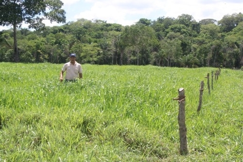 Correto manejo garante pasto sempre verde e alimentao nutritiva para o rebanho leiteiro.
