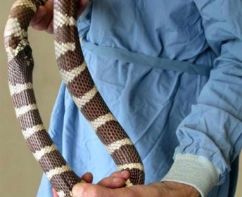 Metaf�rico: a cobra tem que ser grande para alcan�ar o rabo